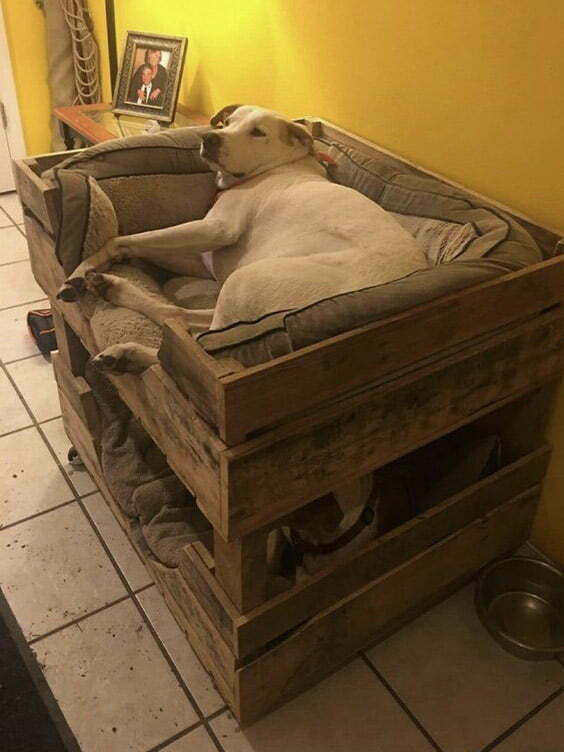 Kış İçin Kedi ve Köpek Evi Yapımı - golden köpek kulübesi